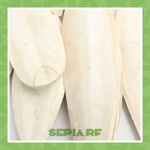 Cuttlefish Bone 1KG